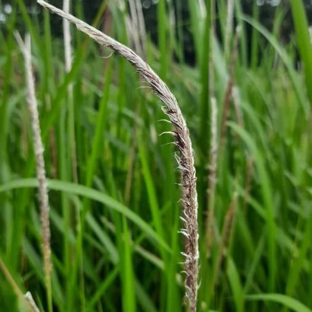 Imperata cylindrica — flower