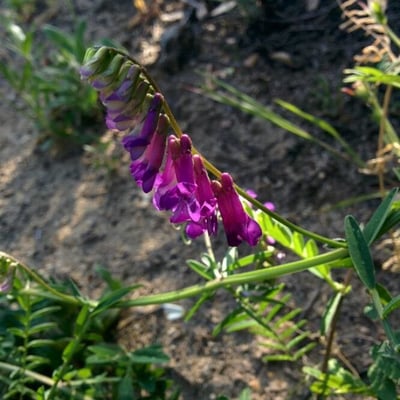 Vicia villosa — flower