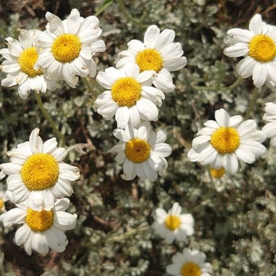Anthemis cretica — flower