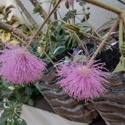 Mimosa albida — flower