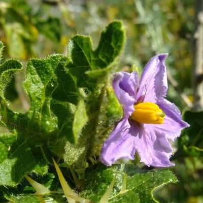 Solanum anguivi — flower