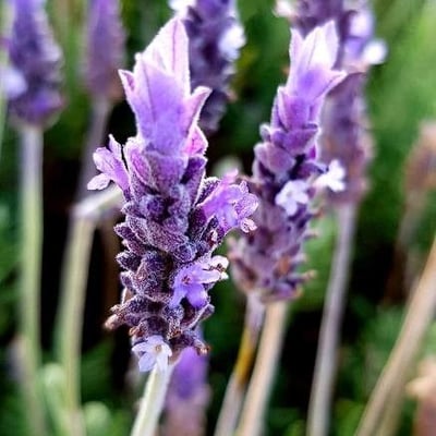 Lavandula dentata — flower