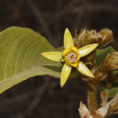 Apeiba tibourbou — flower