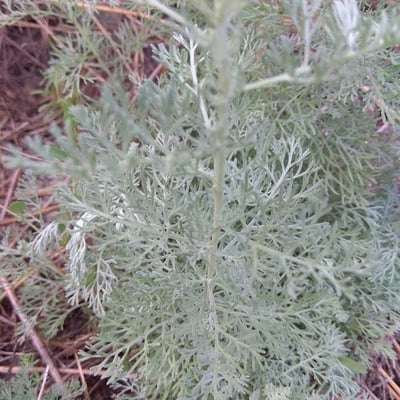 Artemisia austriaca — leaf