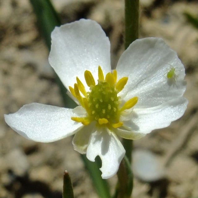 Ranunculus kuepferi — flower