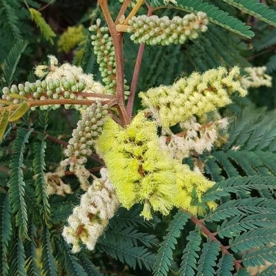 Acacia mearnsii — flower