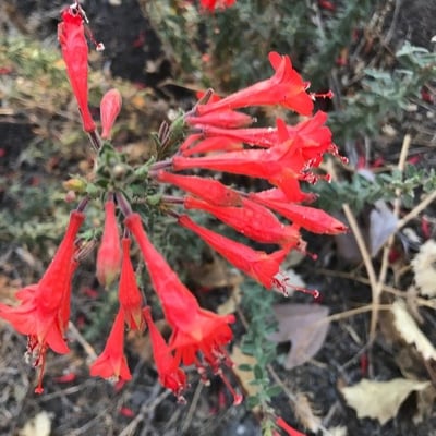 Bouvardia ternifolia — flower