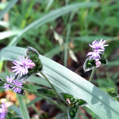 Elephantopus mollis — flower