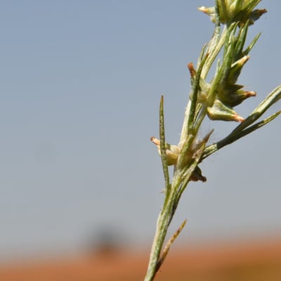 Logfia gallica — leaf
