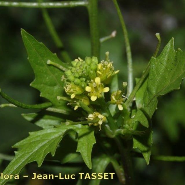 Sisymbrium erysimoides — flower