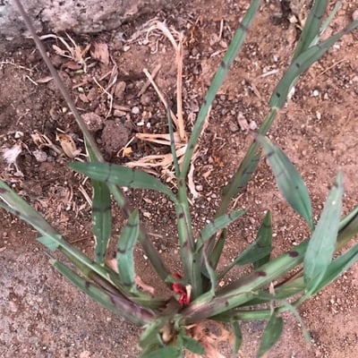 Digitaria ischaemum — leaf