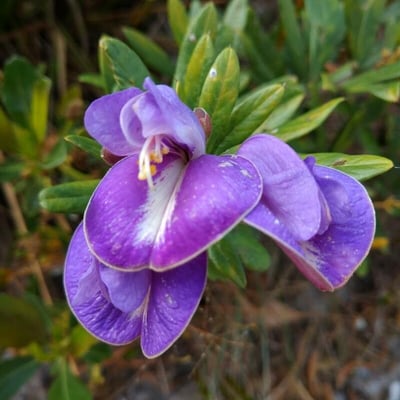 Periandra mediterranea — flower
