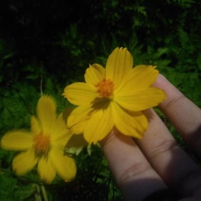Cosmos sulphureus — flower