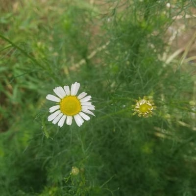 Matricaria chamomilla — flower
