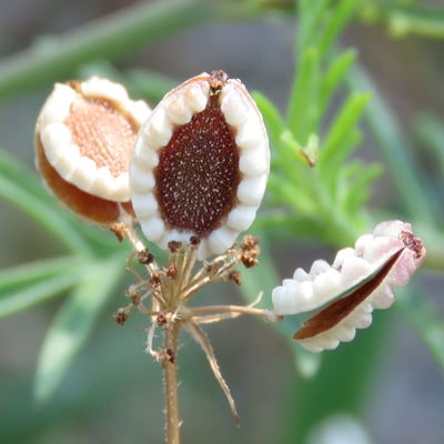 Tordylium apulum — flower