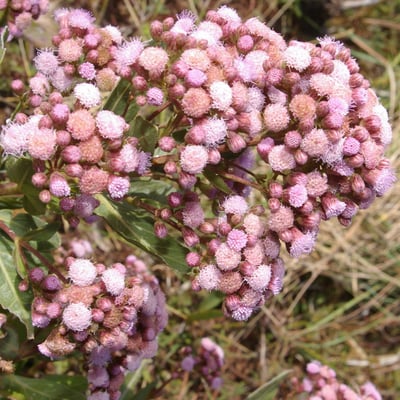 Ayapana amygdalina — flower