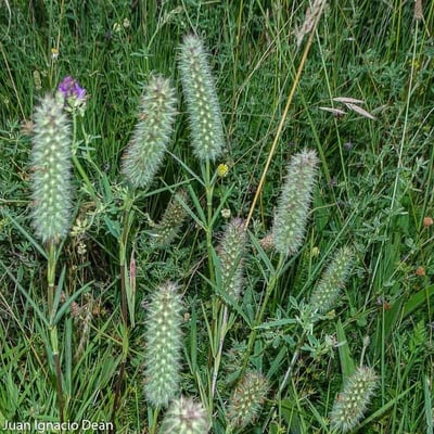 Trifolium angustifolium — flower