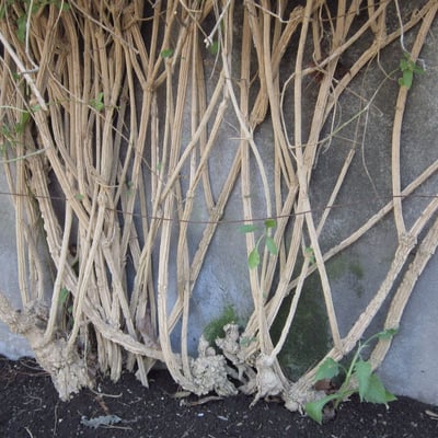 Verbesina crocata — habit