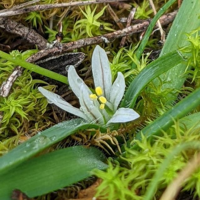 Allium chamaemoly — flower