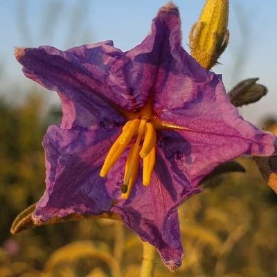 Solanum elaeagnifolium — flower
