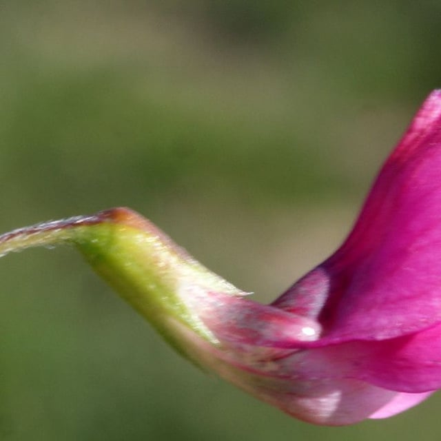 Lathyrus nissolia — flower