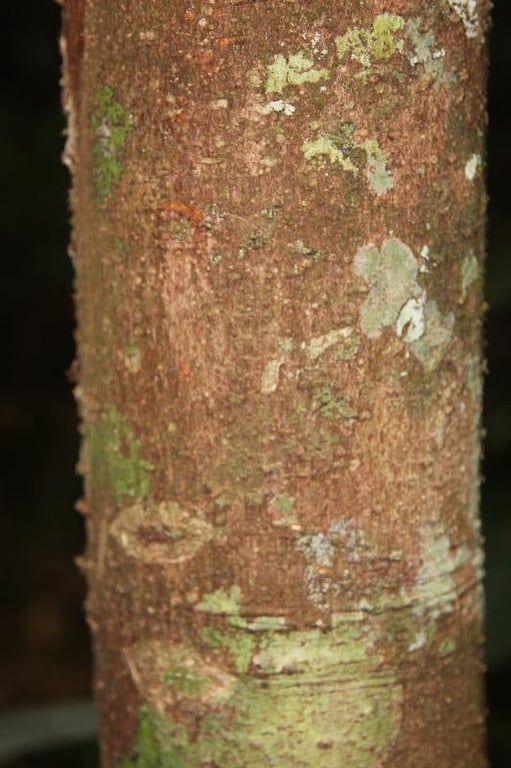 Aniba parviflora