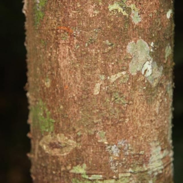 Aniba parviflora