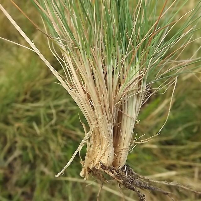 Agrostis curtisii — flower