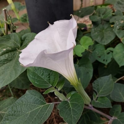 Datura innoxia — flower