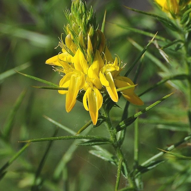 Genista hispanica — flower