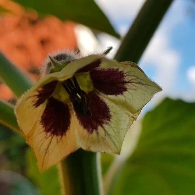 Physalis pubescens — flower