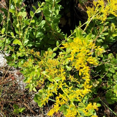 Solidago odora — flower