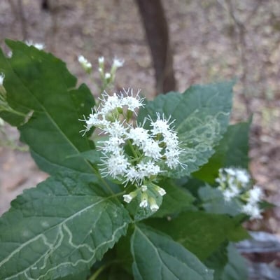 Ageratina altissima — flower