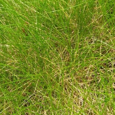 Festuca gautieri — leaf
