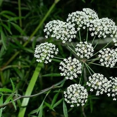 Ammi majus — flower