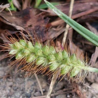 Setaria pumila — flower