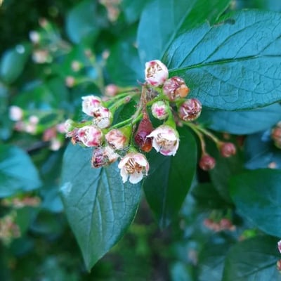 Cotoneaster lucidus — flower