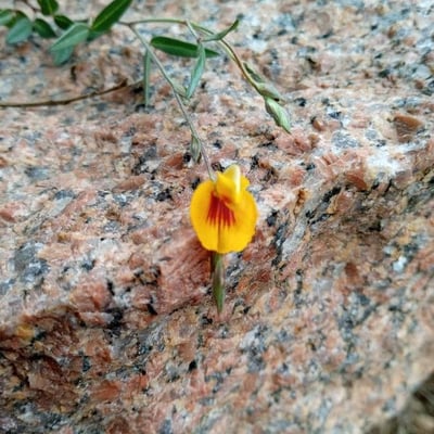 Crotalaria pumila — flower