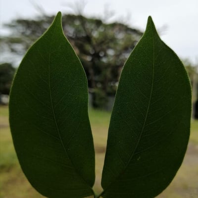 Hymenaea courbaril — leaf