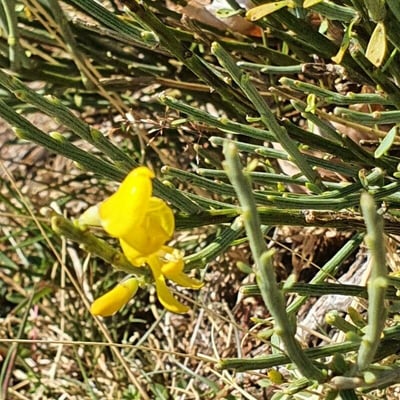 Cytisus oromediterraneus — flower