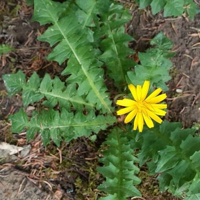 Aposeris foetida — flower