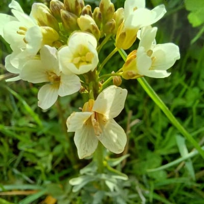 Murbeckiella pinnatifida — flower