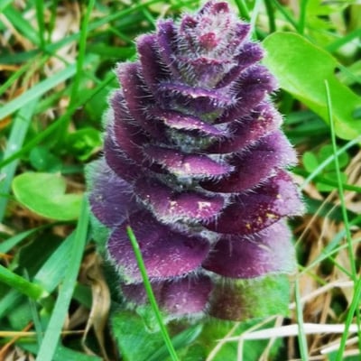 Ajuga pyramidalis — flower