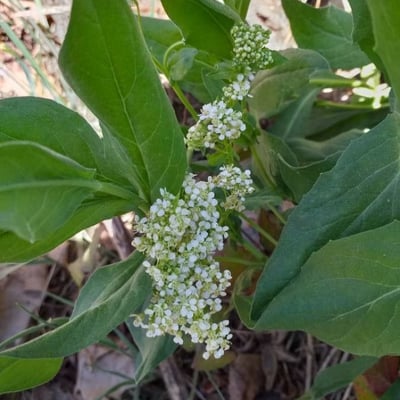 Lepidium draba — flower