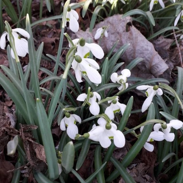 Galanthus nivalis — flower