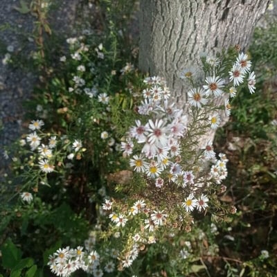 Symphyotrichum ericoides — flower
