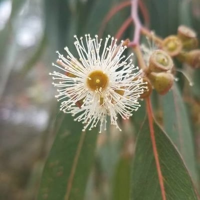 Eucalyptus camaldulensis — flower