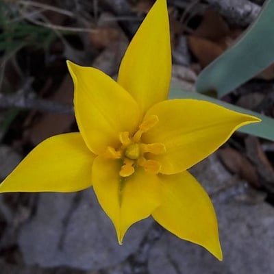 Tulipa sylvestris — flower
