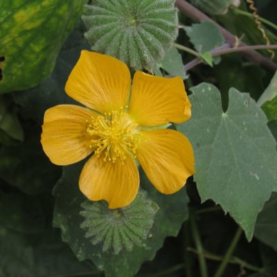 Abutilon indicum — flower