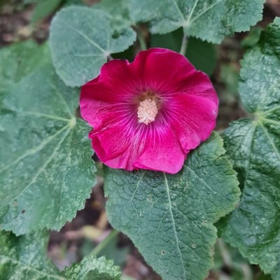 Alcea setosa — flower